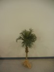 Tree, Palm 4′