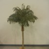 Tree, Palm 5′