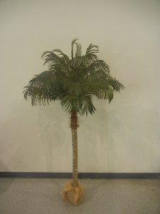 Tree, Palm 5′