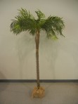 Tree, Palm 6′